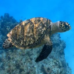 Turtle Live Wallpaper icon